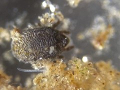 Ameronothridae