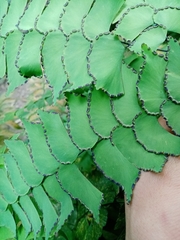 Adiantum trapeziforme