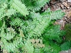 Adiantum trapeziforme