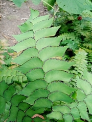 Adiantum trapeziforme