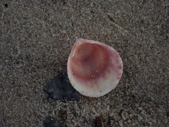 Acrosterigma impolitum