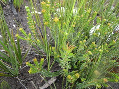 Penaea cneorum cneorum