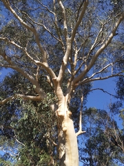 Eucalyptus sclerophylla