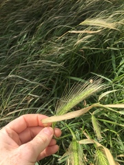 Elymus trachycaulus
