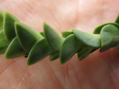 Penaea cneorum cneorum