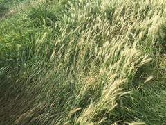 Elymus trachycaulus