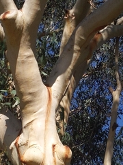 Eucalyptus sclerophylla