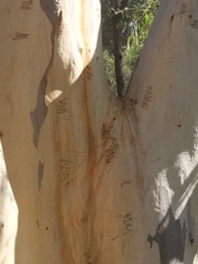 Eucalyptus sclerophylla