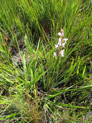 Brownleea recurvata