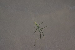 Zostera