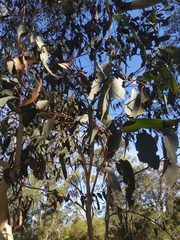 Eucalyptus sclerophylla