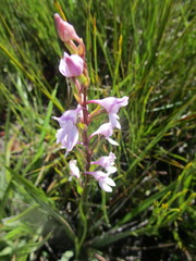 Brownleea recurvata