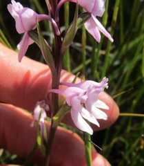 Brownleea recurvata