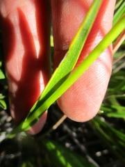 Brownleea recurvata