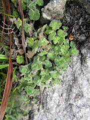 Lobelia ardisiandroides