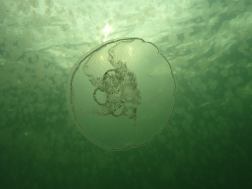 Common Moon Jelly, photo 3 of 10