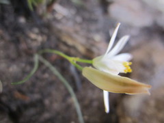Ornithogalum schlechterianum