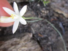 Ornithogalum schlechterianum