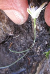 Ornithogalum schlechterianum