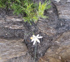 Ornithogalum schlechterianum