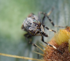 Stictomyia longicornis