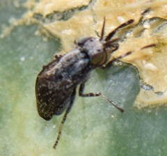 Stictomyia longicornis