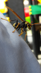 Polistes tepidus