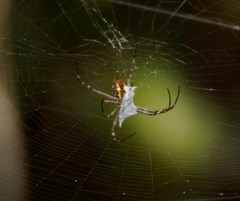 Argiope radon