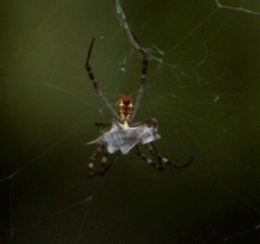 Argiope radon