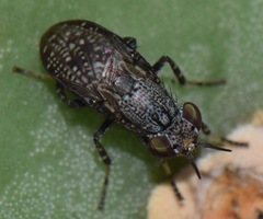 Stictomyia longicornis