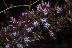 Andersonia caerulea
