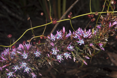 Andersonia caerulea