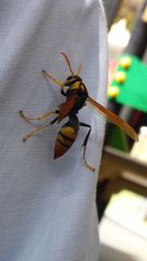 Polistes tepidus
