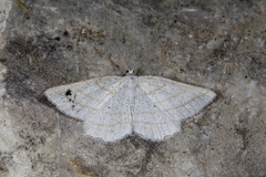 Perconia strigillaria