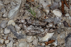 Peribatodes umbraria
