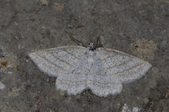 Perconia strigillaria