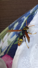 Polistes tepidus