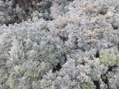 Artemisia schmidtiana