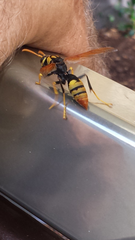 Polistes tepidus