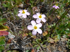 Leptosiphon parviflorus
