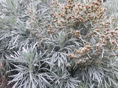 Artemisia schmidtiana