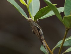 Stenocatantops angustifrons