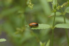 Oides silphomorphoides