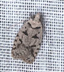 Scatochresis episema