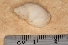 Sydaphera lactea