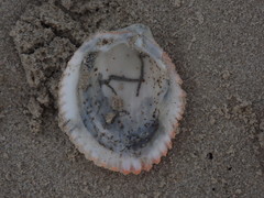 Vasticardium vertebratum