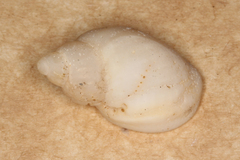Sydaphera lactea