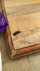 Pseudolycus haemorrhoidalis