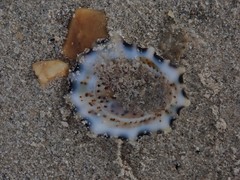 Patelloida saccharina