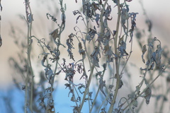 Atriplex sagittata